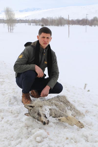 Sivas'ın ayazı koca kurdu dondurdu