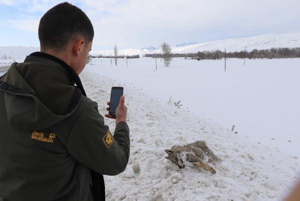 Sivas'ın ayazı koca kurdu dondurdu