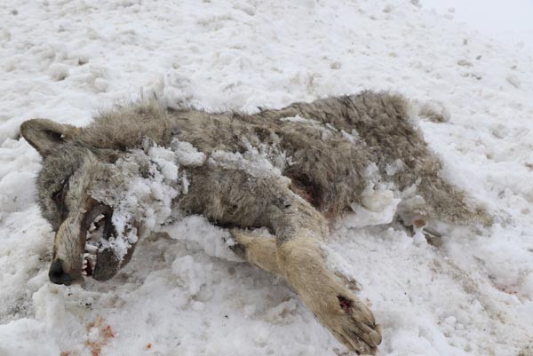 Sivas'ın ayazı koca kurdu dondurdu