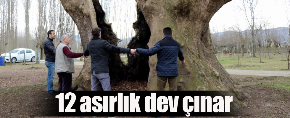 12 asırlık dev çınar