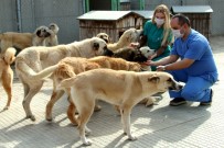 ÇANKAYA BELEDIYESI - 2018 Yılında Bin 222 Hayvan Sahiplerince Terk Edildi