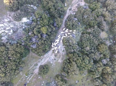 Kaybolan Koyunlar Drone İle Bulundu