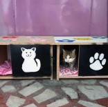 KAYAHAN - KYK Kız Yurdu Öğrencilerinden Kedilere Sıcak Yuva