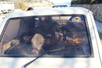 DEREKÖY - Otomobildeki Buzağı Görenleri Şaşırttı