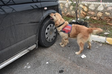 Dedektör Köpek 'Badem' Didik Didik Arıyor