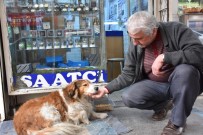 SOKAK KÖPEĞİ - Esnafın 9 Yıllık Sadık Dostu 'Lessy'