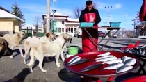 Sokak Köpekleri Seyyar Balıkçının Yolunu Gözlüyor Haberi