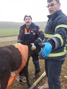 Su Kuyusuna Düşen Eşek Kurtarıldı