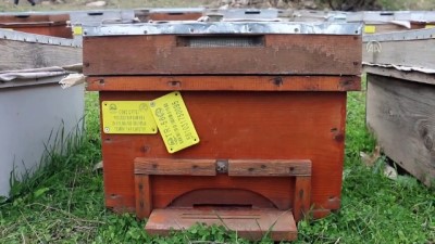 Devlet Desteği Siirtli Gençlere İş Ve Aş Oldu