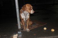 SERVİS ŞOFÖRÜ - Köpeği Direğe Bağlayarak Terk Ettiler