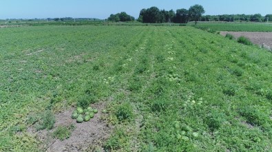 Samsun Tarımsal Üretimde Türkiye'nin İlk Sıralarında