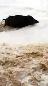 Yaban Domuzunun Konyaaltı Sahilinde Dev Dalgalarla Mücadelesi