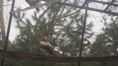 Yaralı Halde Bulunan 3 Doğan Tedavi Altına Alındı