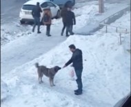 Aç Kalan Sokak Köpeğini Eliyle Besledi