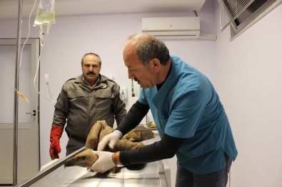 Akdağ'da Zehirlenen Kızıl Akbaba Sağlığına Kavuşunca Doğaya Salındı