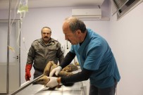 HAMDI AKAN - Akdağ'da Zehirlenen Kızıl Akbaba Sağlığına Kavuşunca Doğaya Salındı