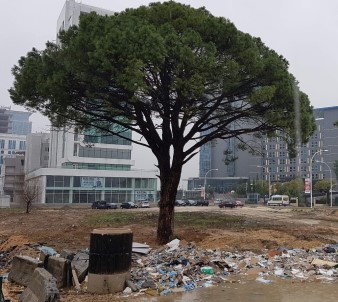 Bir Zamanlar Her Yeri Yeşil Olan Bursa'da Ağaçlar Beton Kuşatmasında