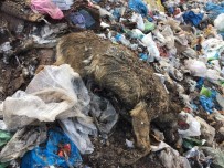 Çöplükte Kulakları Kesik Çok Sayıda Ölü Köpek Bulundu
