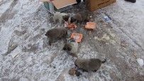 YAVRU KÖPEK - Donma Tehlikesi Geçiren 5 Yavru Köpek Koruma Altına Alındı