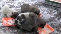 DONMA TEHLİKESİ - Donma Tehlikesi Geçiren Köpek Yavrularına Sahip Çıktılar