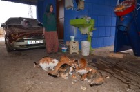 Kimseye Veremeye Kıyamadıkları Kedilere Çocukları Gibi Bakıyorlar