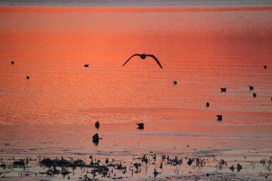 Konya'nın Göllerinde Su Kuşu Sayım Çalışmaları Tamamlandı