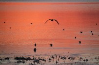 BEYŞEHIR GÖLÜ - Konya'nın Göllerinde Su Kuşu Sayım Çalışmaları Tamamlandı