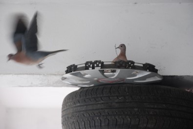 Kumru, Jant Kapağına Yuva Yaptı