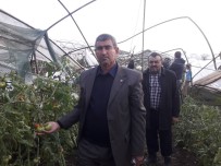 TARIM ARAZİSİ - Hortumun Vurduğu Kumluca'nın Ziraat Odası Başkanından Ürünlerde Fiyat Artışı Çıkışı