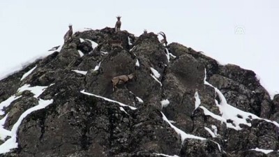 Karlı Dağlarda Yem Arayan Yaban Keçileri Görüntülendi