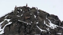 Karlı Dağlarda Yem Arayan Yaban Keçileri Görüntülendi Haberi