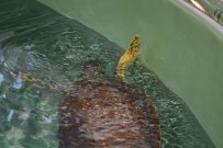 Misina Yutan Deniz Kaplumbağası Telef Oldu