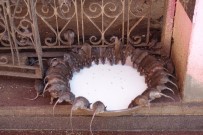 DÜNYA TURU - (Özel) Fareler Tapınağı Turistlerin İlgi Odağı