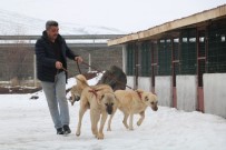 ZORRO - Sivas kangalı Türkiye’yi temsil edecek