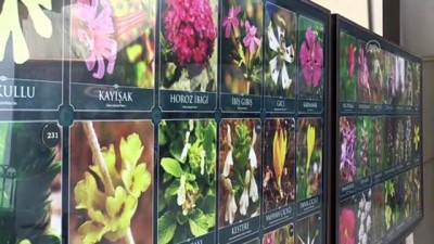 Tıbbi Aromatik Bitkiler Müzesine İlgi Artıyor