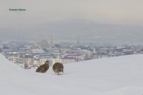 Bingöl Fotoğraflarla Ayrı Bir Güzel