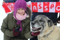 Kangal Köpekleri Karın Tadını Çıkardı