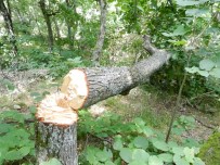 ORMANA - Tekirdağ'da Ihlamur Ağaçlarını Yok Ediyorlar