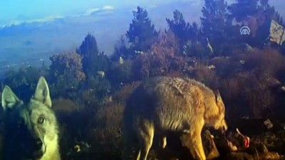 Yaban Hayatında 'Av Mesaisi' Fotokapana Yansıdı