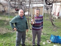 SÜLEYMANIYE - Yaralı Bulunan Kulaklı Orman Baykuşu Koruma Altında