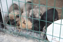 YAVRU KÖPEK - Aç Ve Donmak Üzere Olan Yavru Köpekler Hayvan Barınağına Yerleştirildi
