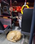 Aracına Sığınan Köpeği Taşıyan Dolmuş Şoförü Alkış Aldı