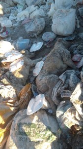 Çöplükte 30'Dan Fazla Ölü Köpek Bulundu