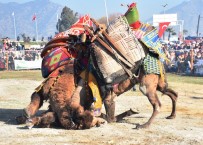 DEVE GÜREŞİ - Geleneği Yaşatan Deveciler İncirliova'da Buluşuyor