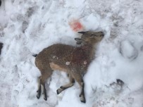 KEÇİ - Köpekler Yaban Keçilerine Saldırdı