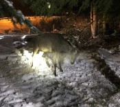 DİNLENME TESİSİ - Kurtlardan Kaçarken Çukura Düşen Geyik Kurtarıldı