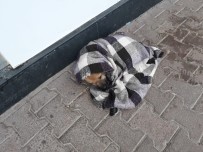 KADIN SÜRÜCÜ - Şalı İle Hem Yavru Köpeği Hem De Görenlerin İçini Isıttı