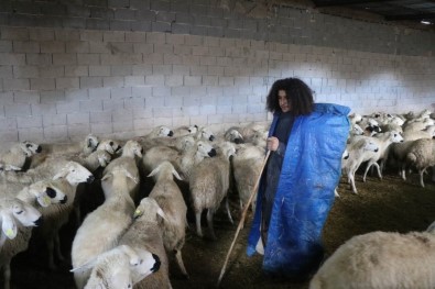 Üniversite Mezunu Genç, 300 Koyuna Çobanlık Yapıyor