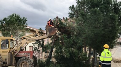 Çanakkale'de Ağaç Katliamı