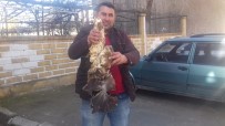 Dev Mantar Görenleri Şaşırttı